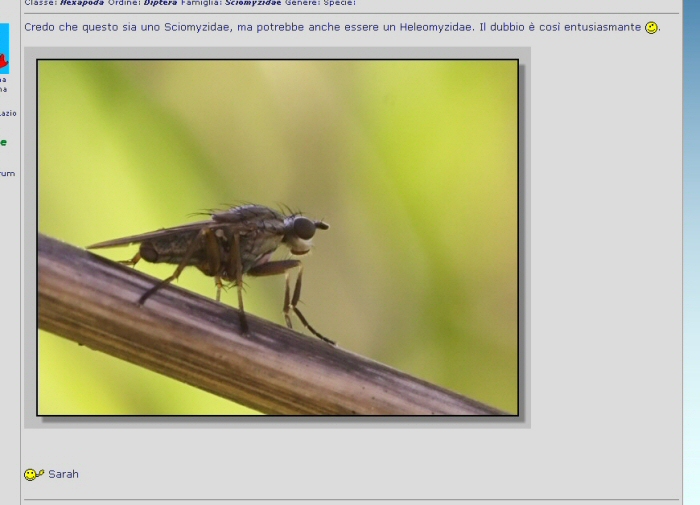 Ridimensionamento immagini.